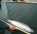 Salmon and Steelhead Net Cradles by Rushton Landing Nets in BC Canada